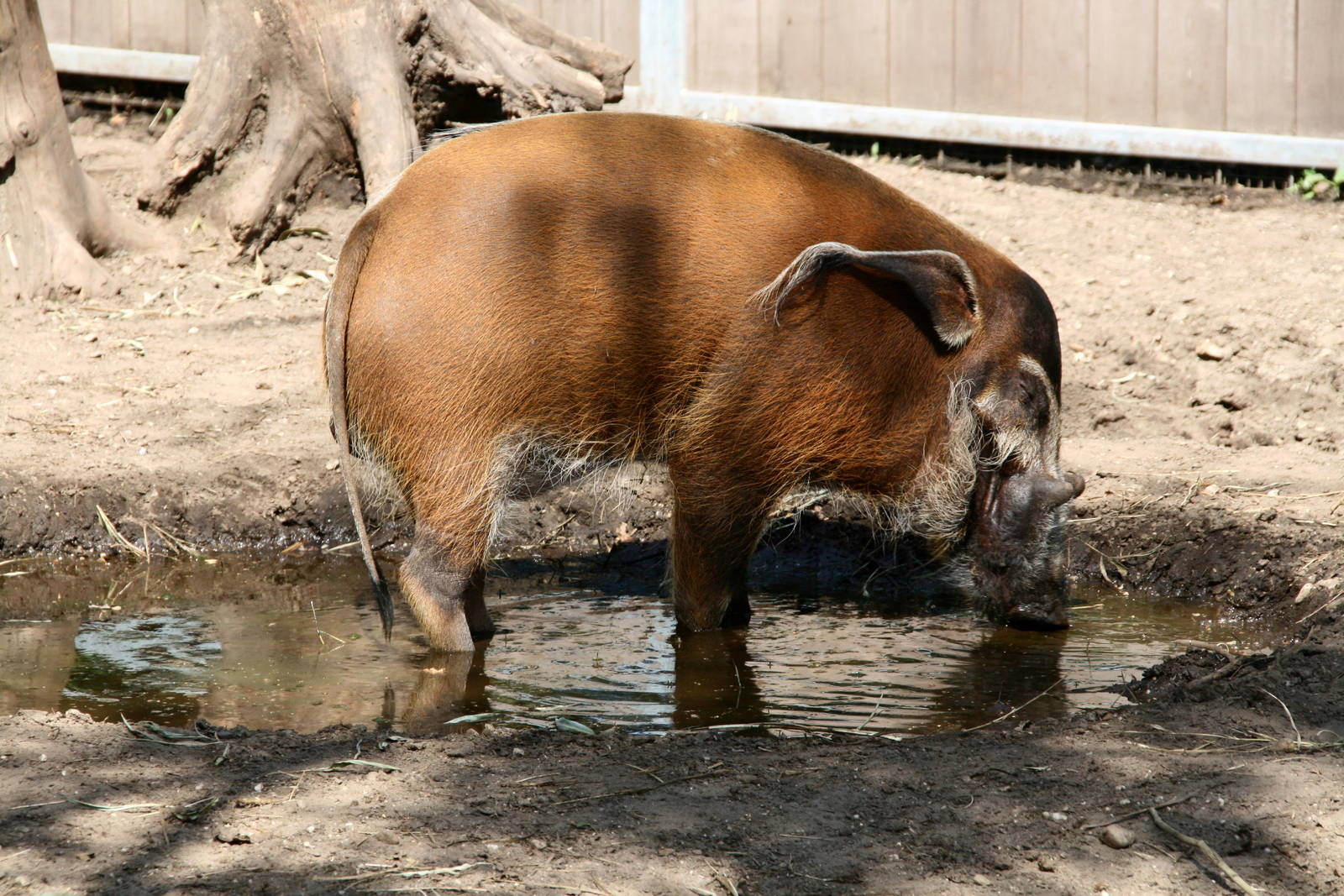 Red river hog