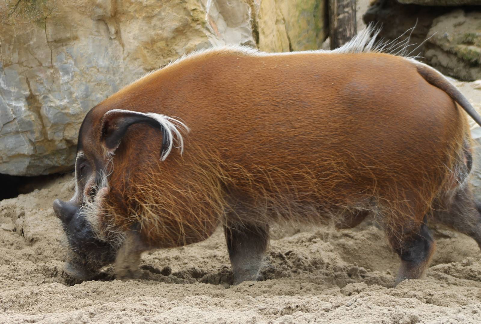 Red river hog