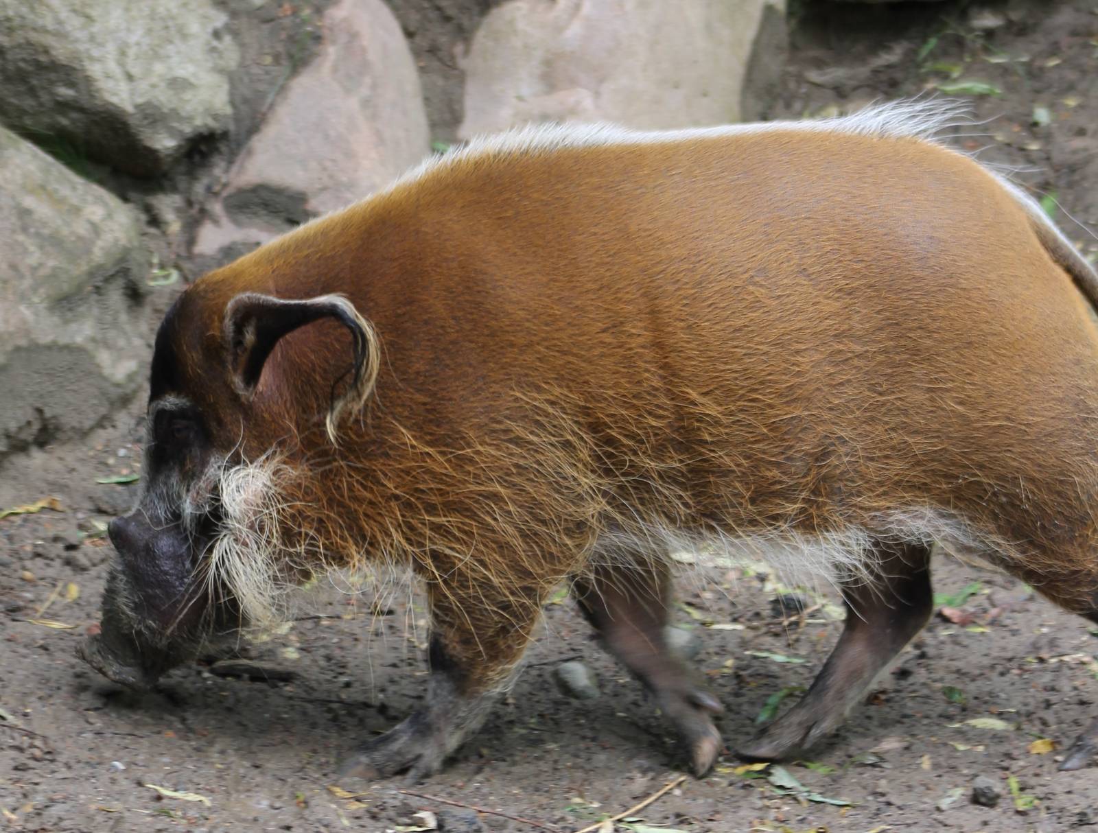 Red river hog