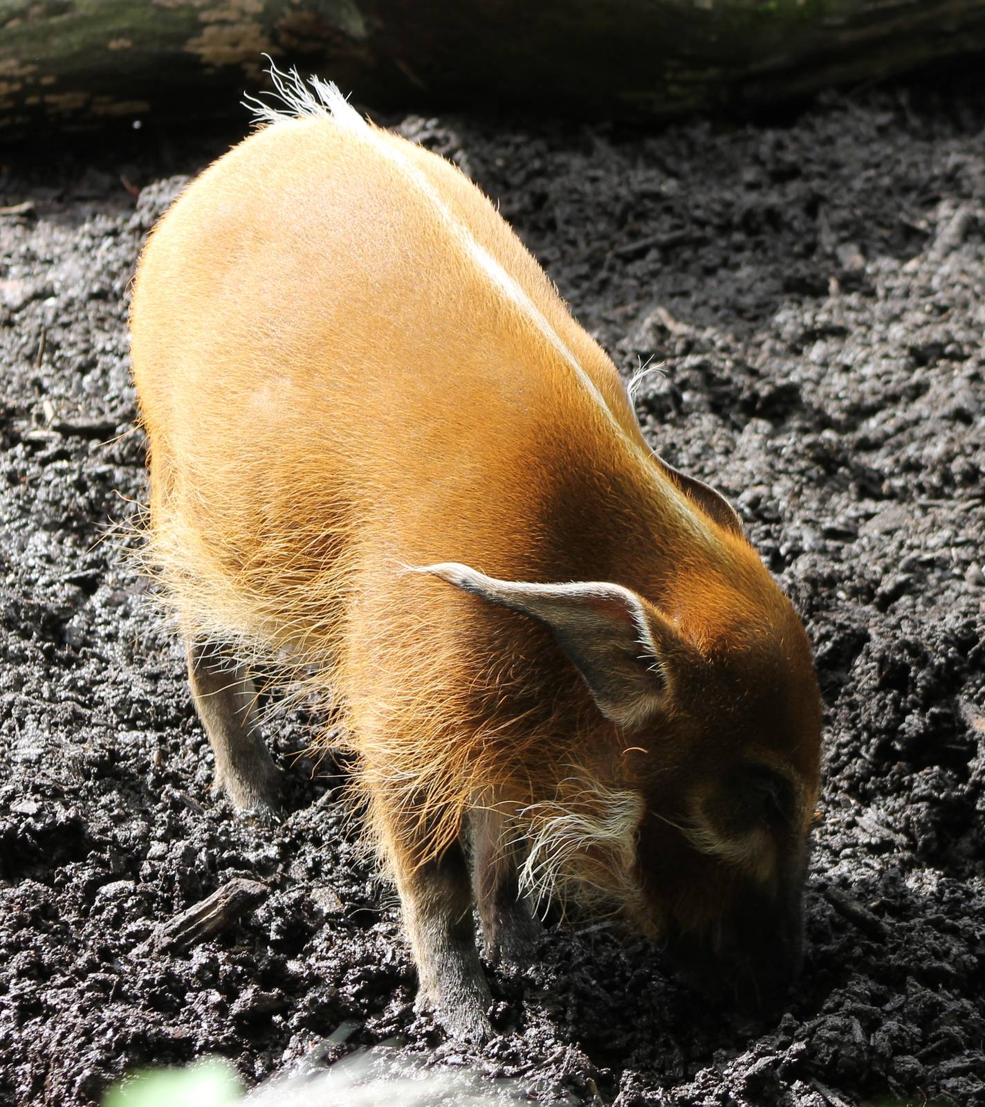 Red river hog