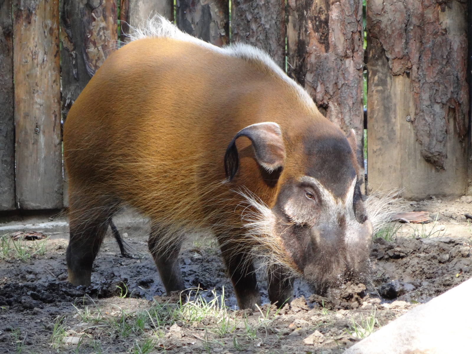 Red River Hog