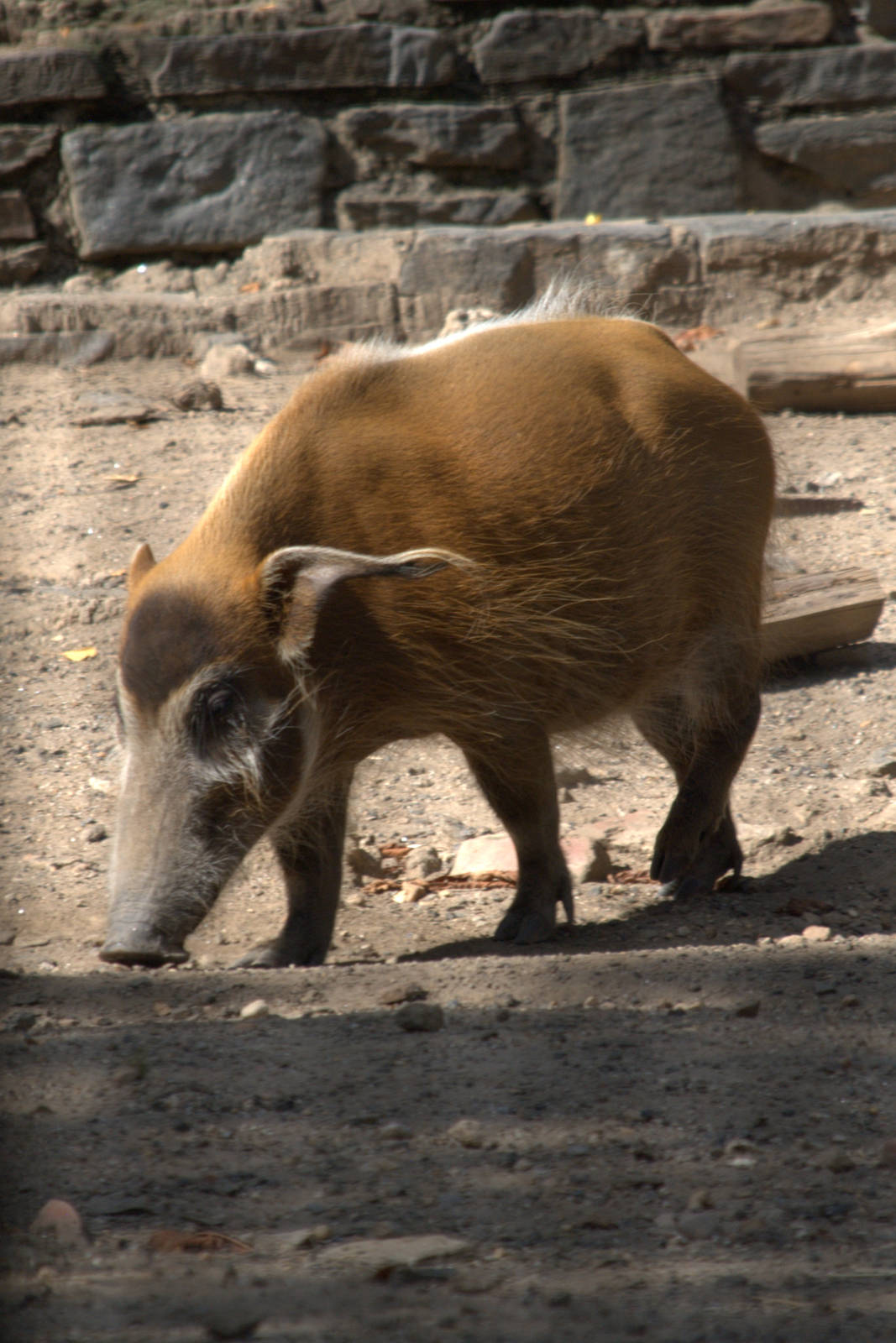 Red River Hog