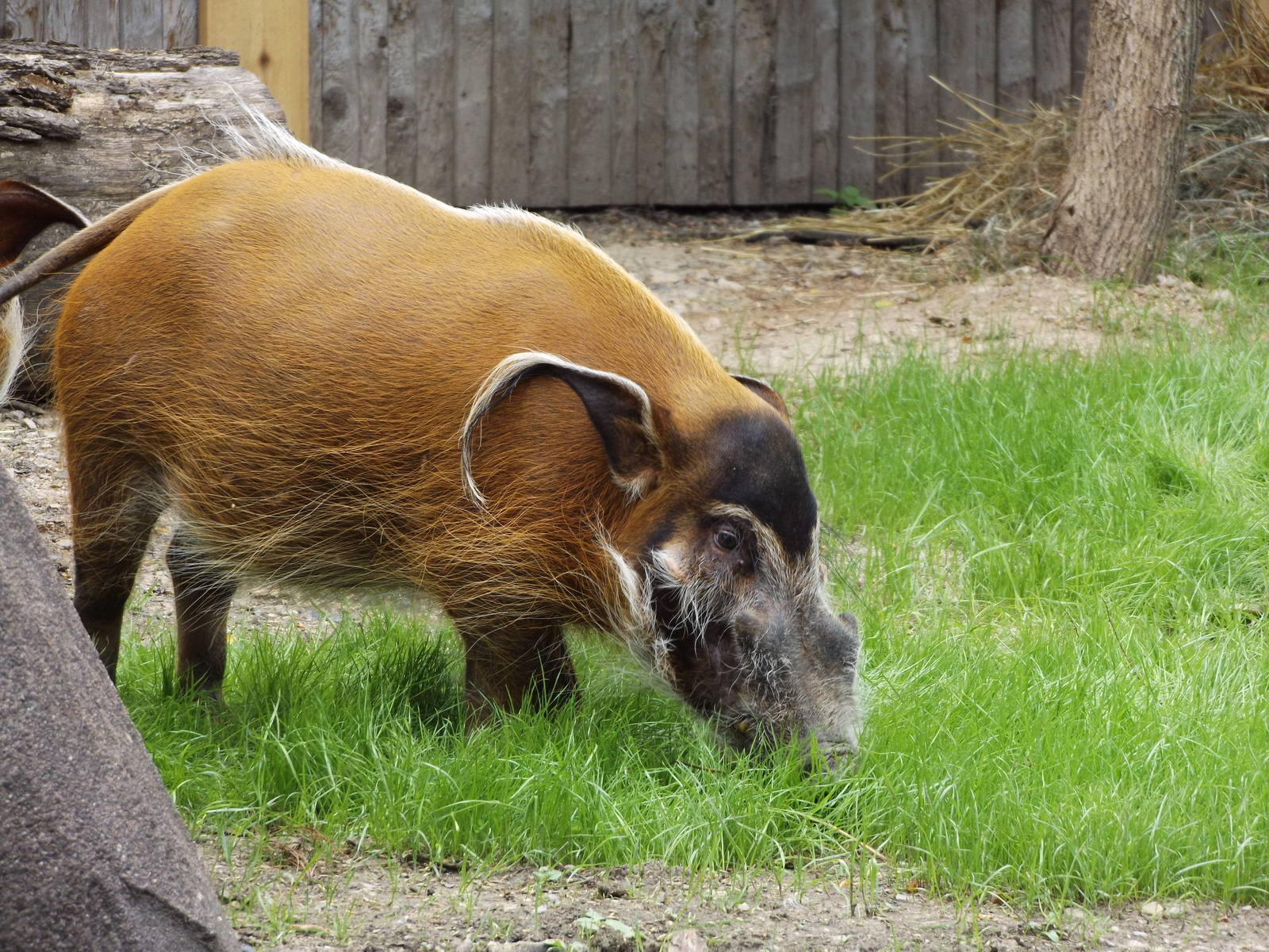 Red River Hog