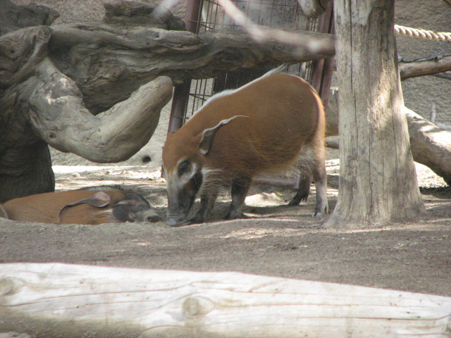 Red River Hog