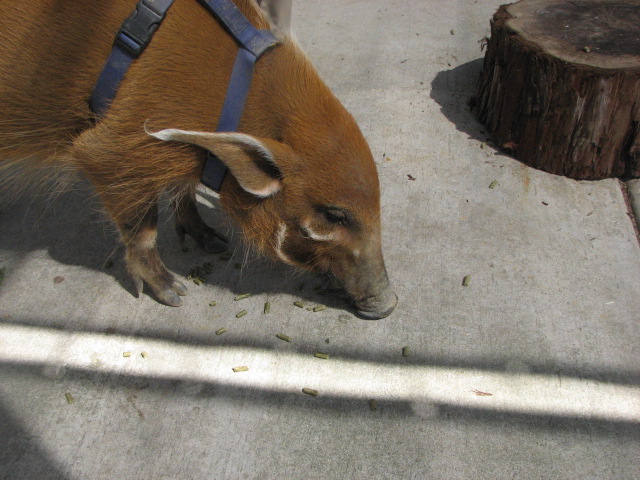 Red river hog