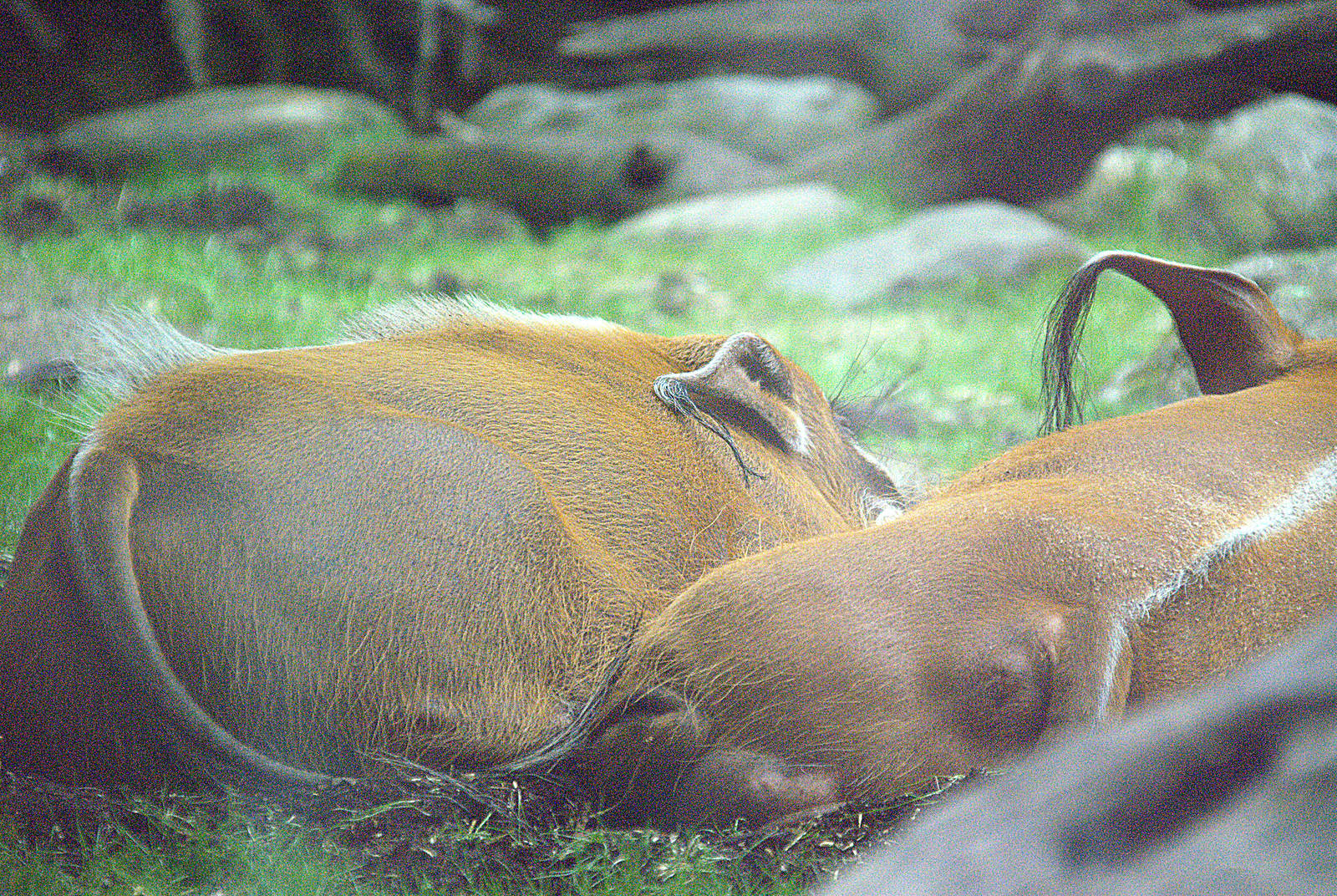 Red river hog
