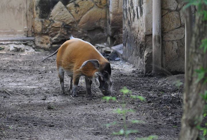 Red River Hog