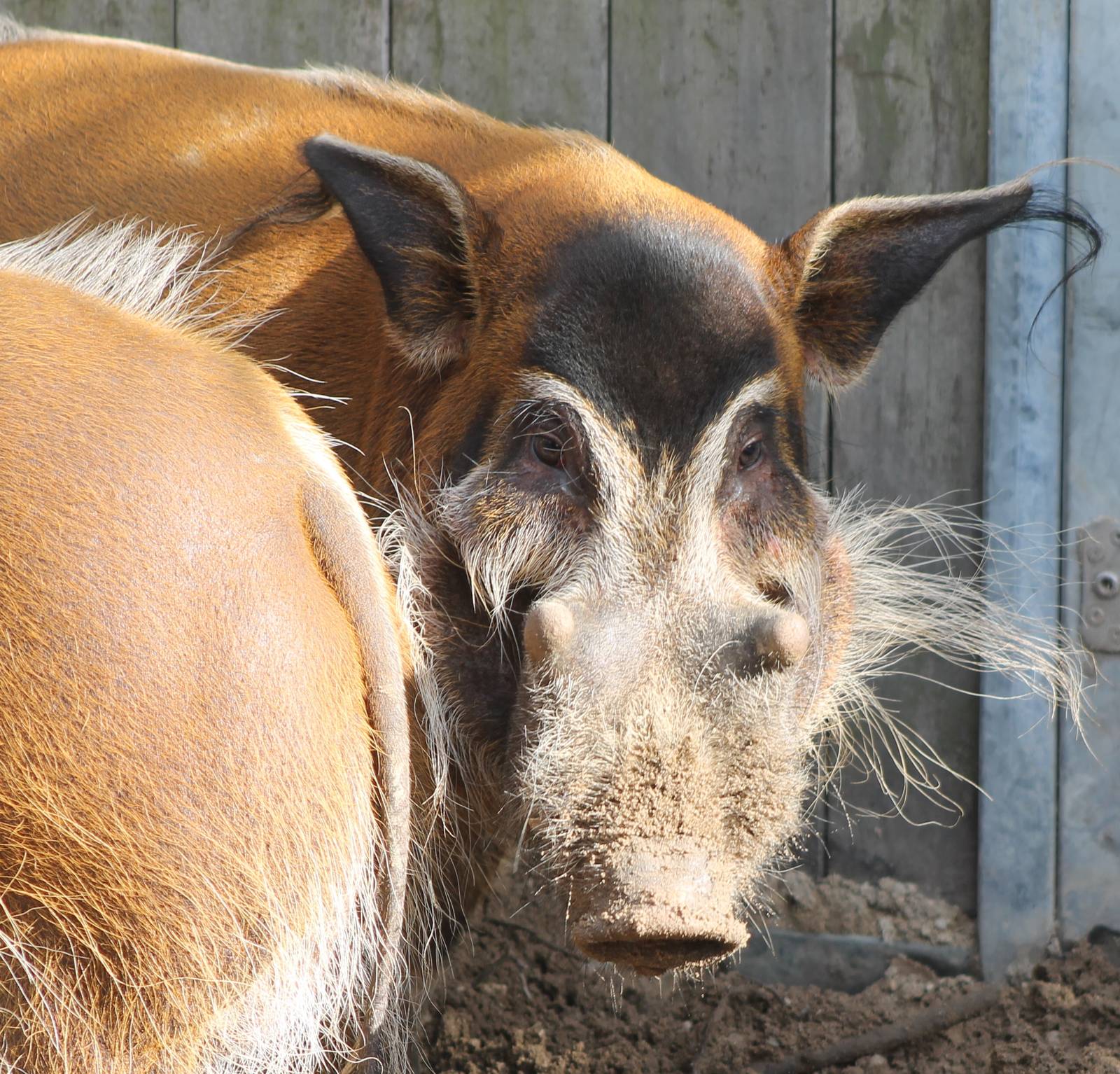 Red river hog