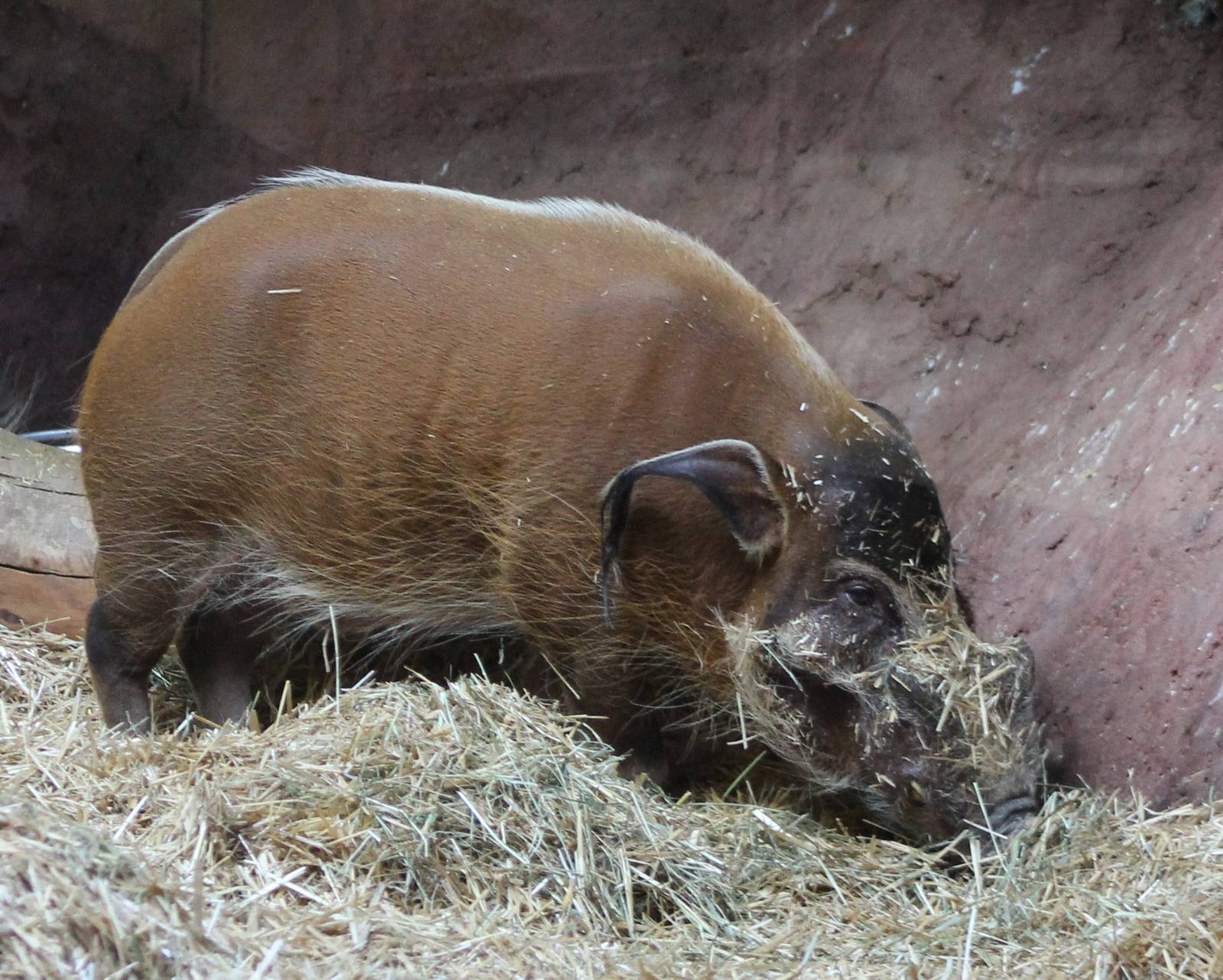 Red river hog