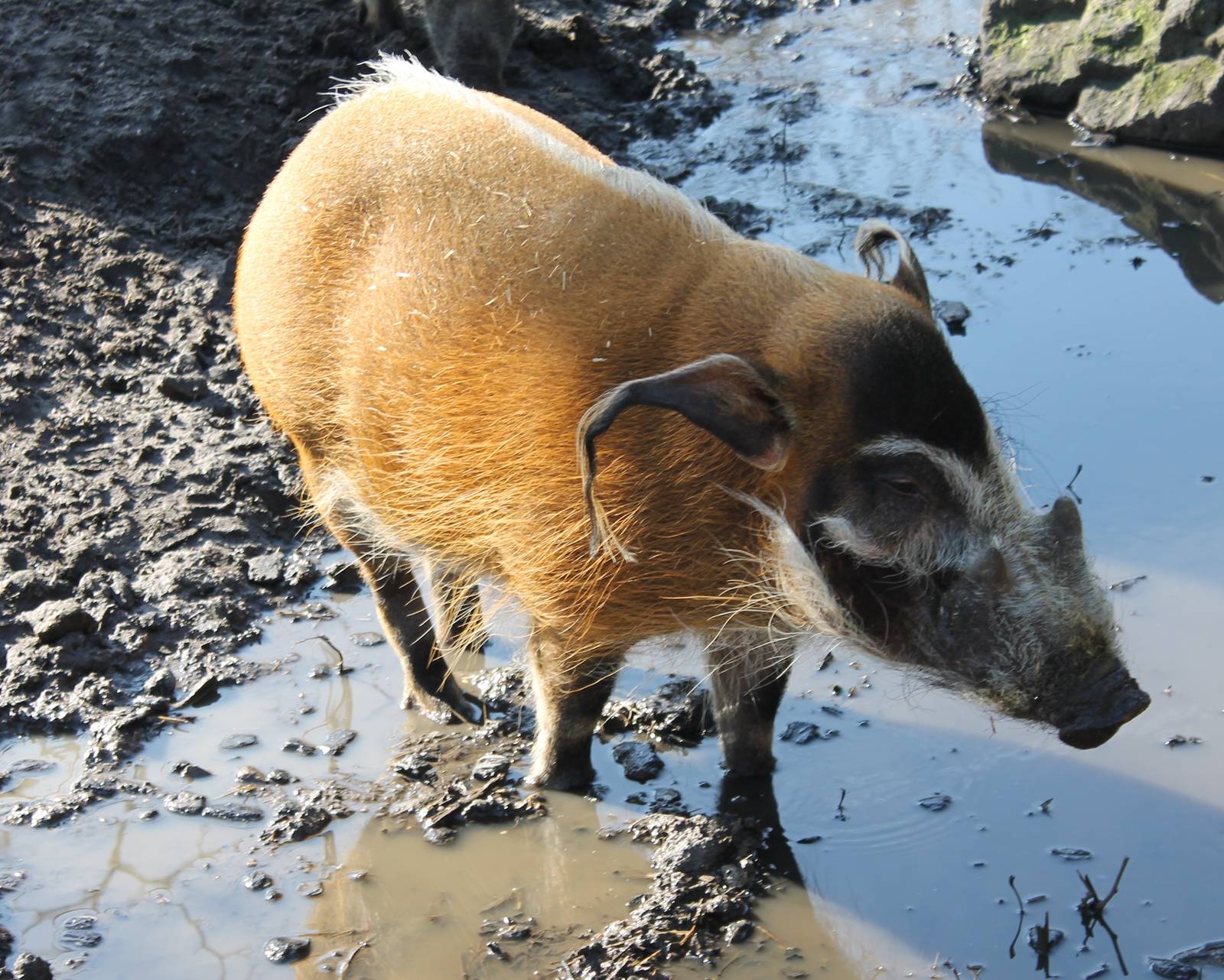 Red river hog