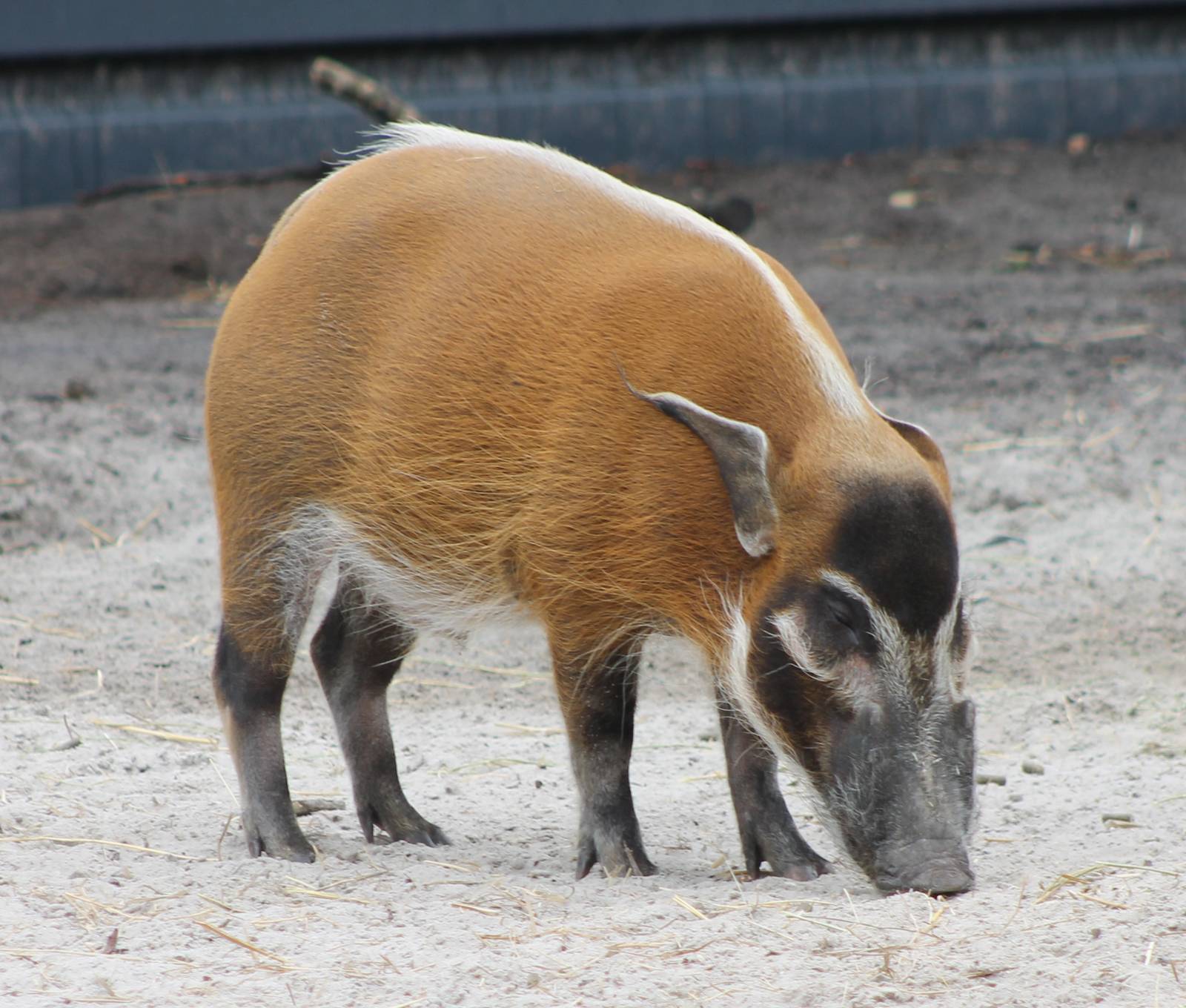 Red river hog