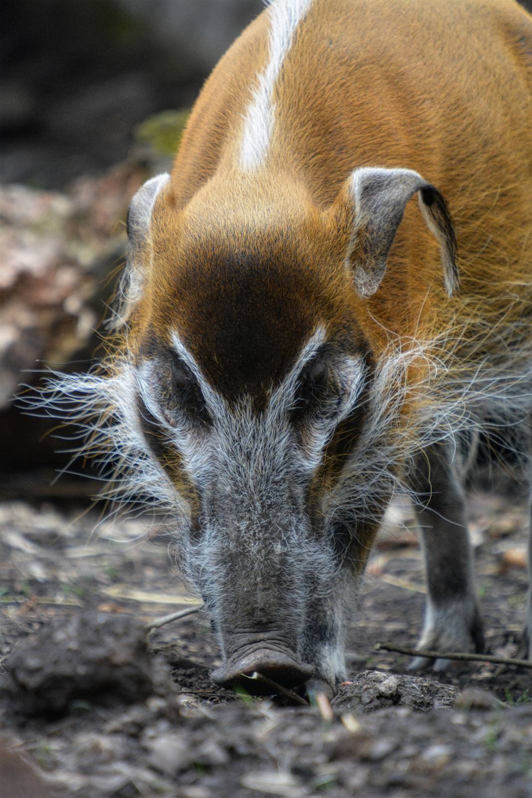 Red River Hog
