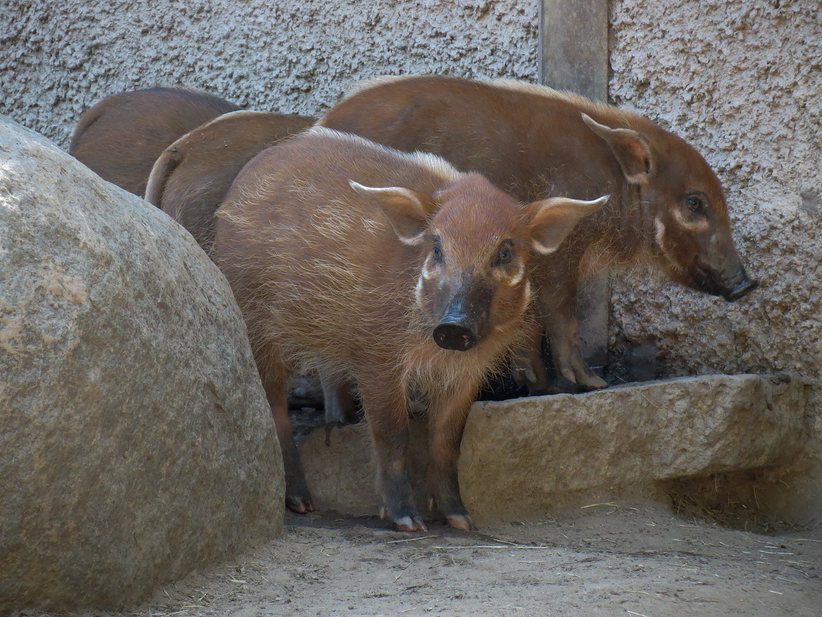 Red River Hog
