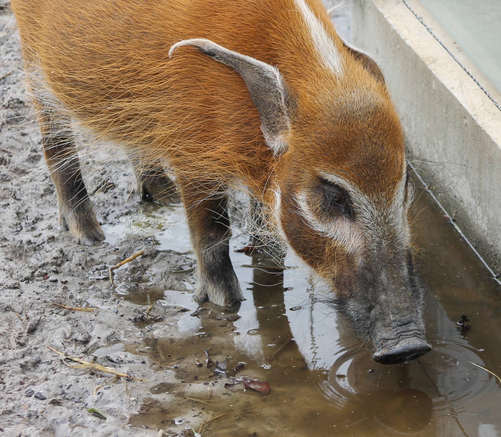 Red river hog