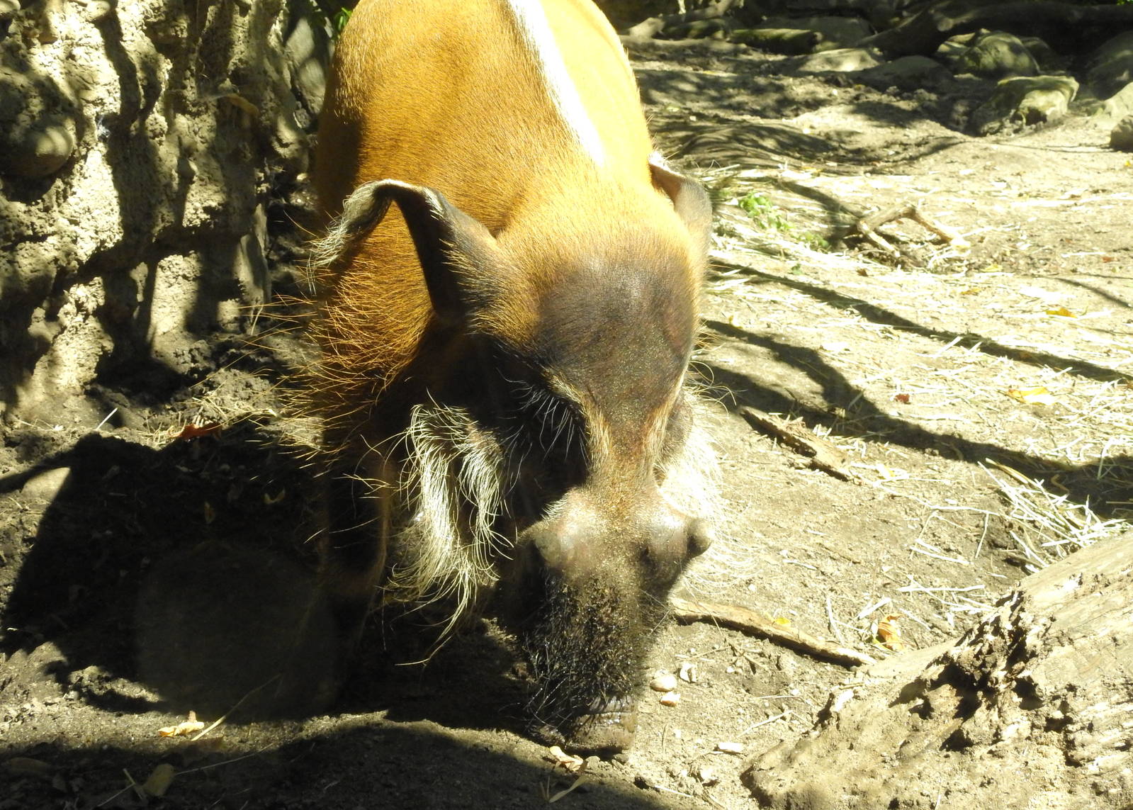 Red River Hog