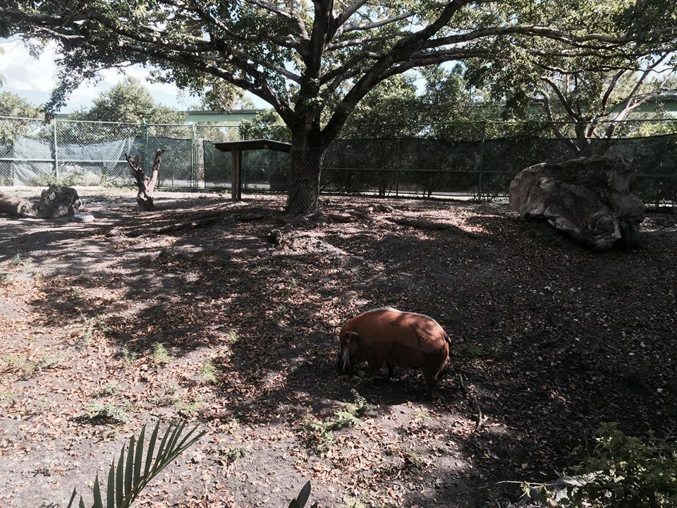 Red River Hog
