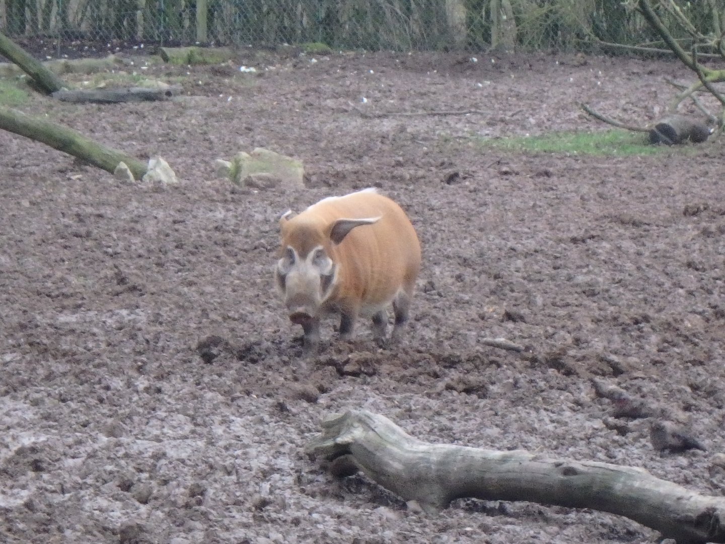 Red river hog