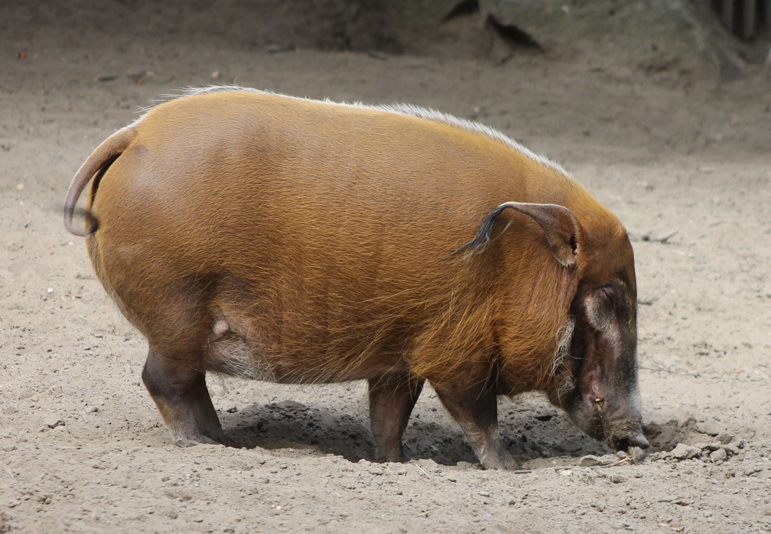 Red river hog
