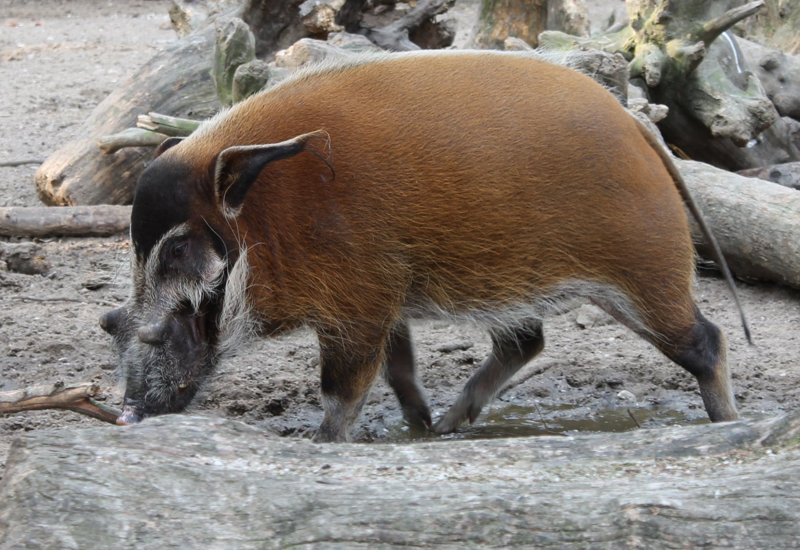 Red river hog