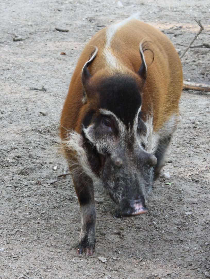 Red river hog
