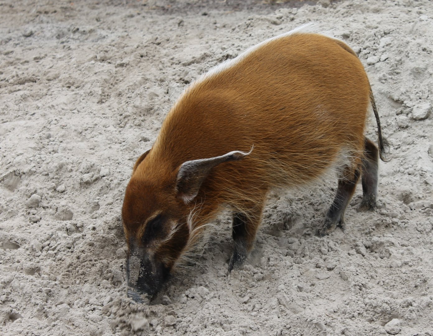 Red river hog