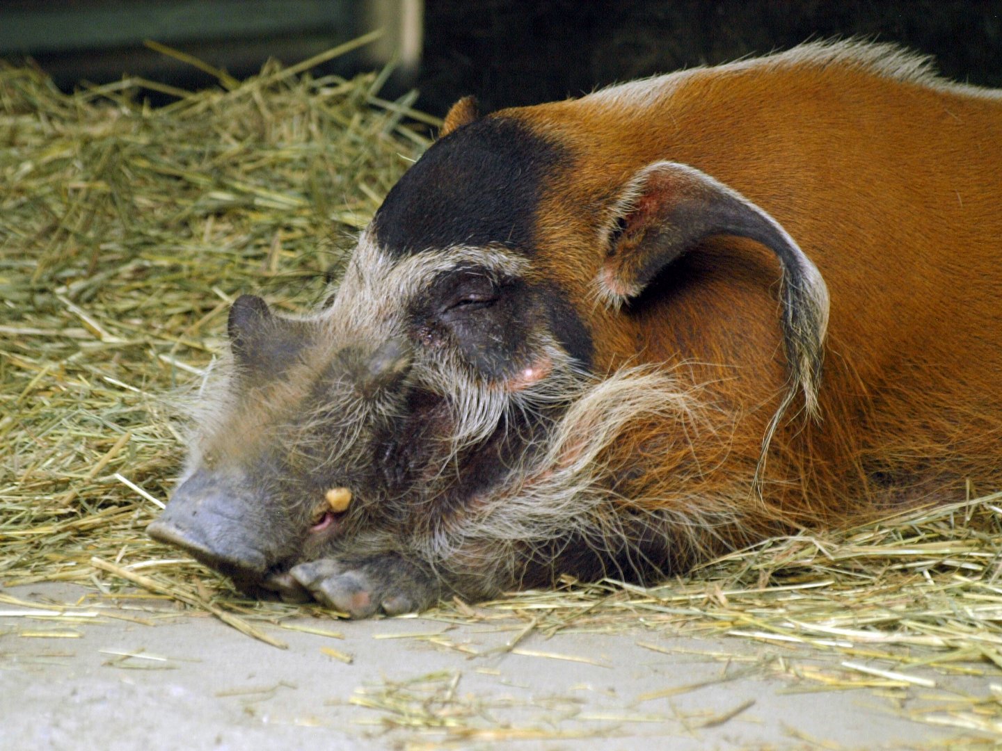 Red river hog