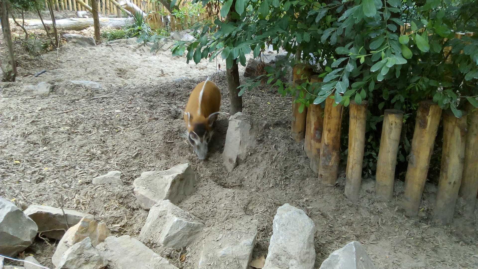 Red River Hog