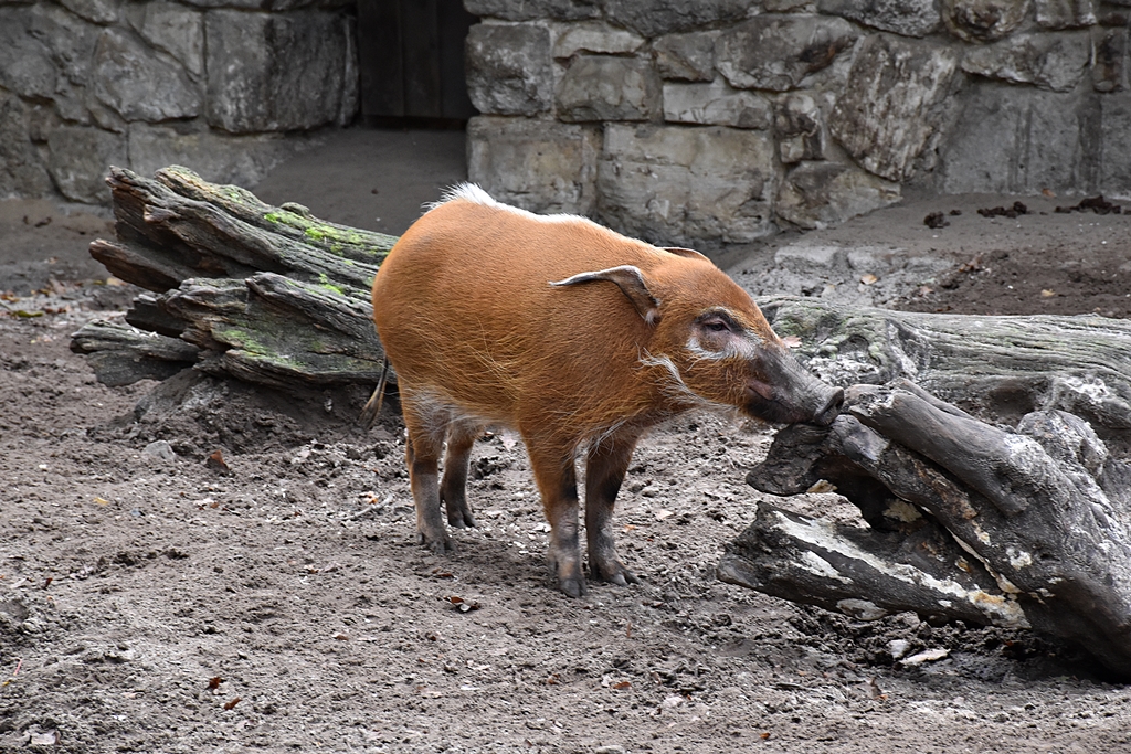 Red river hog