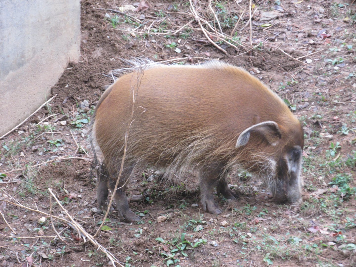 red river hog