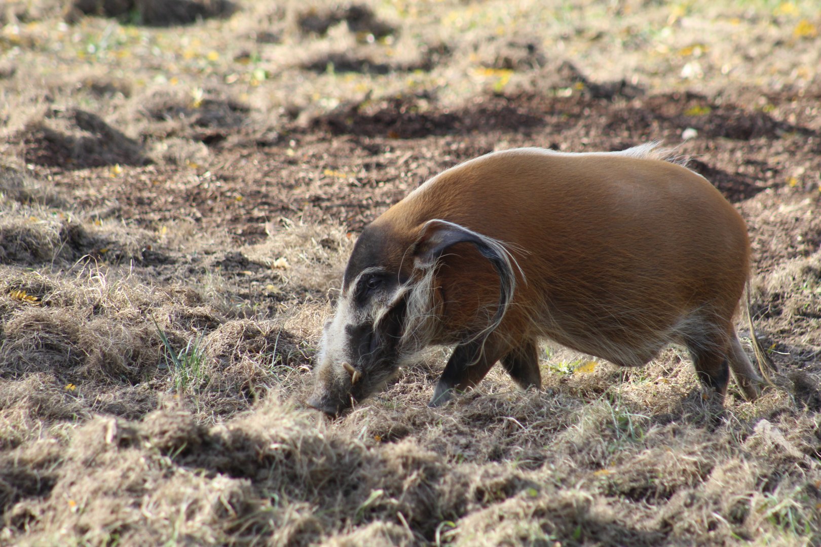 Red River Hog