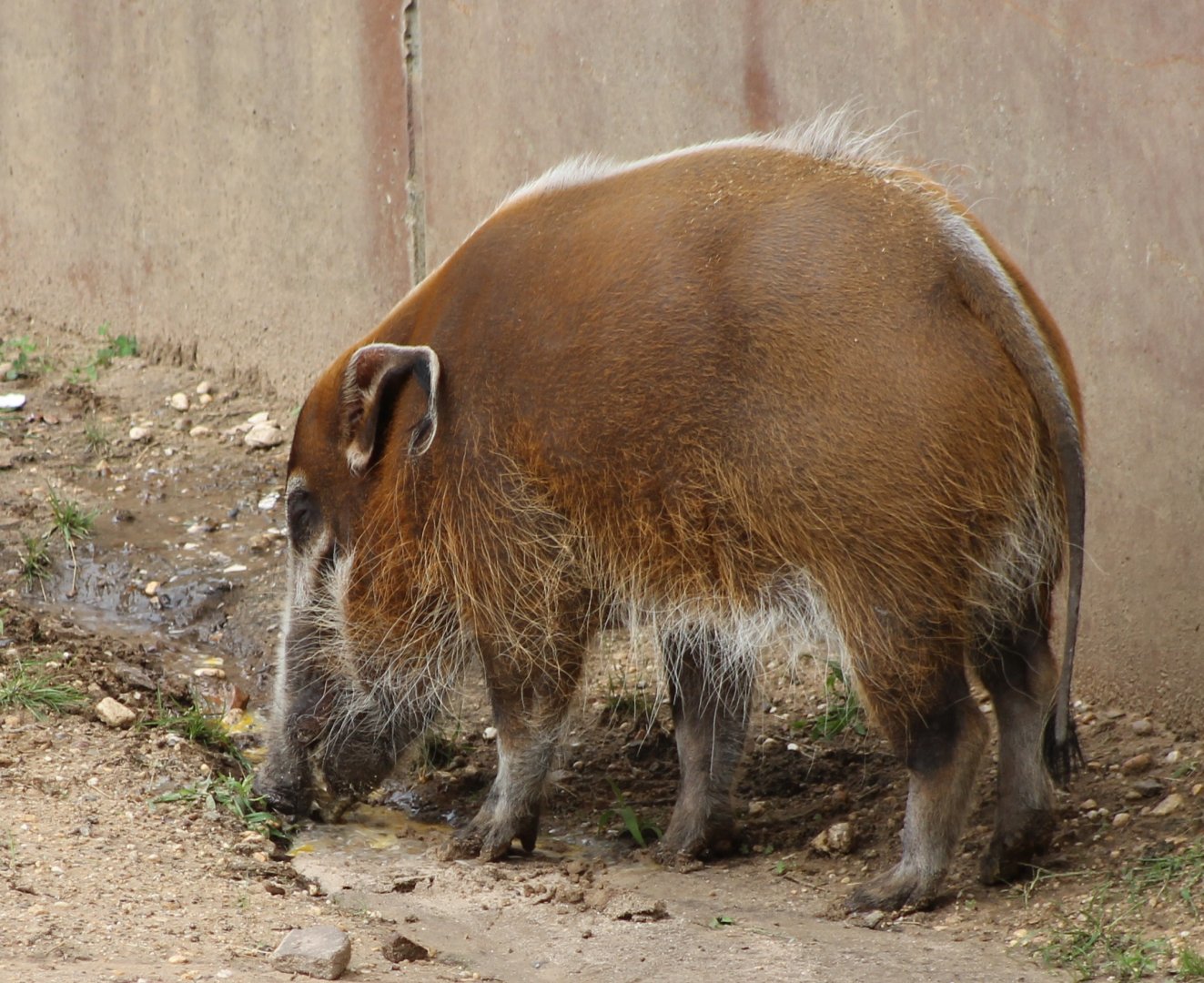 Red river hog