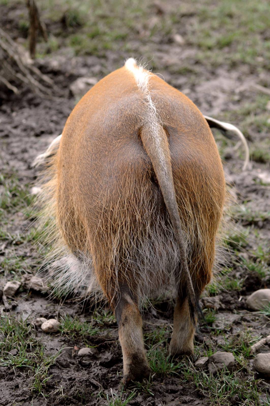 Red River Hog