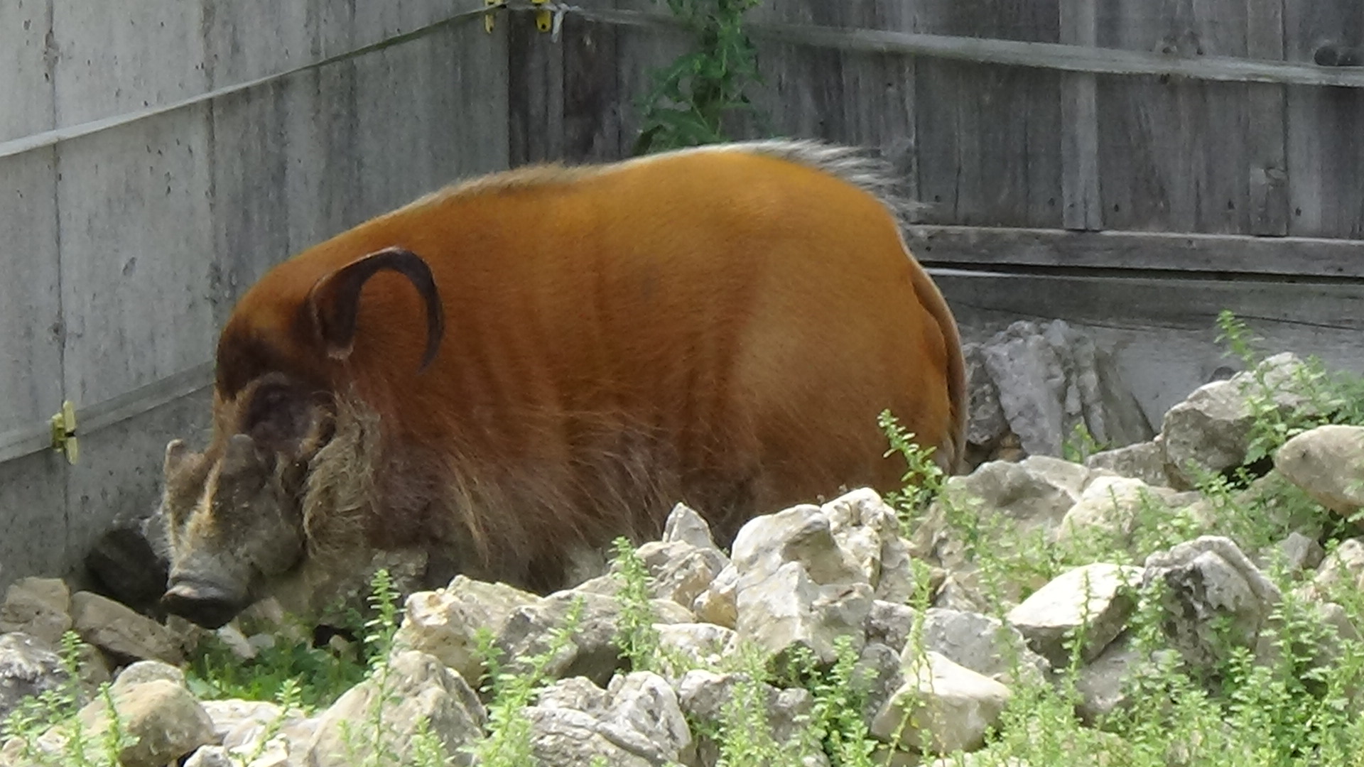 Red river hog