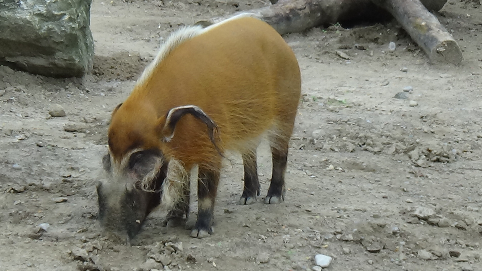 Red river hog
