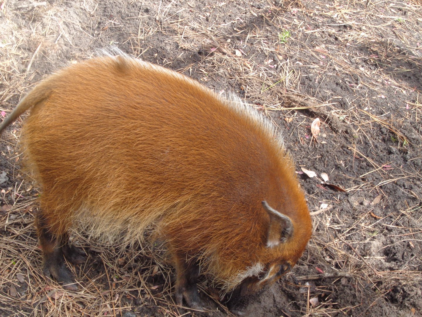 Red River hog