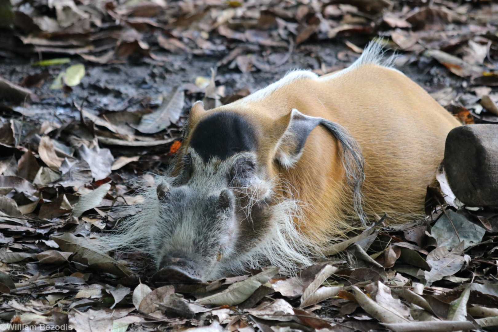 Red River Hog