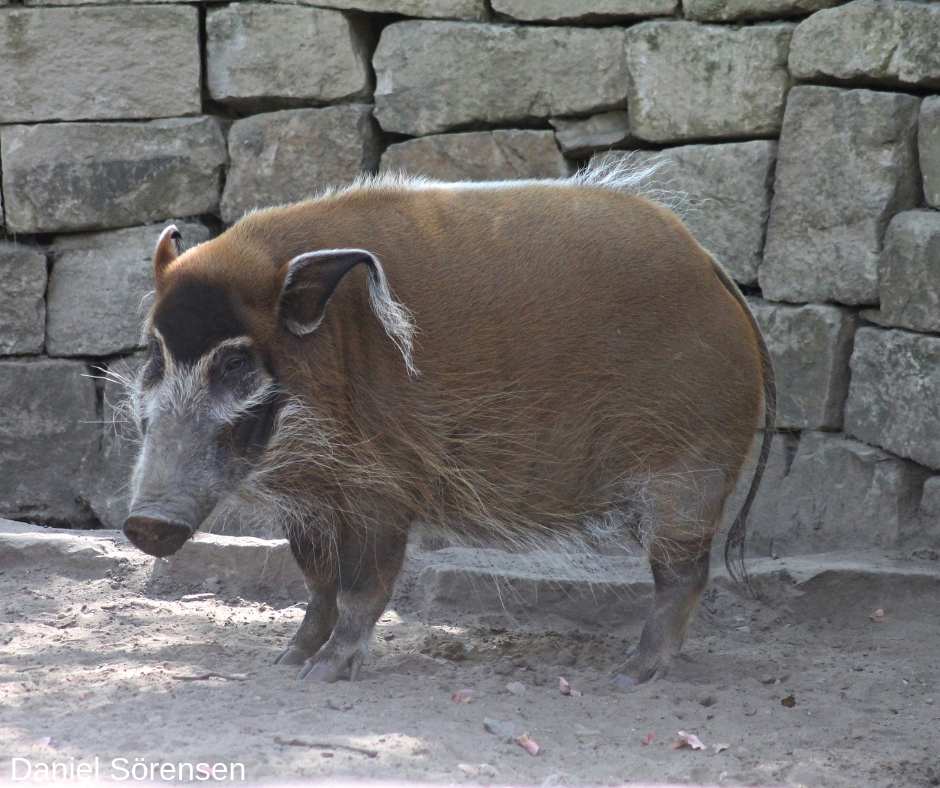 Red river hog