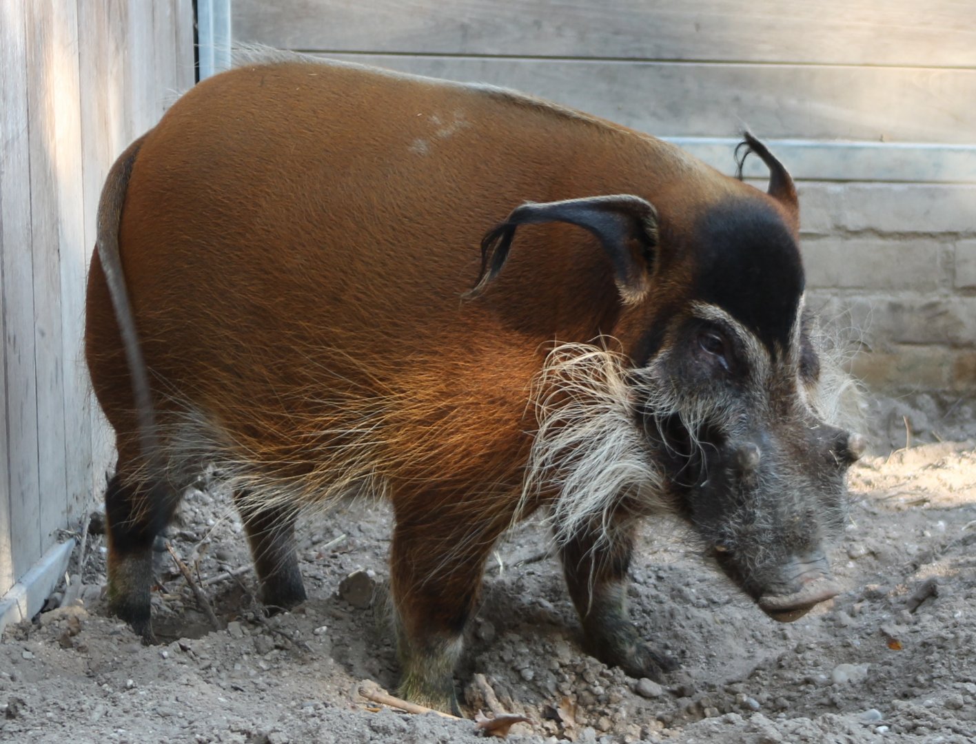 Red river hog