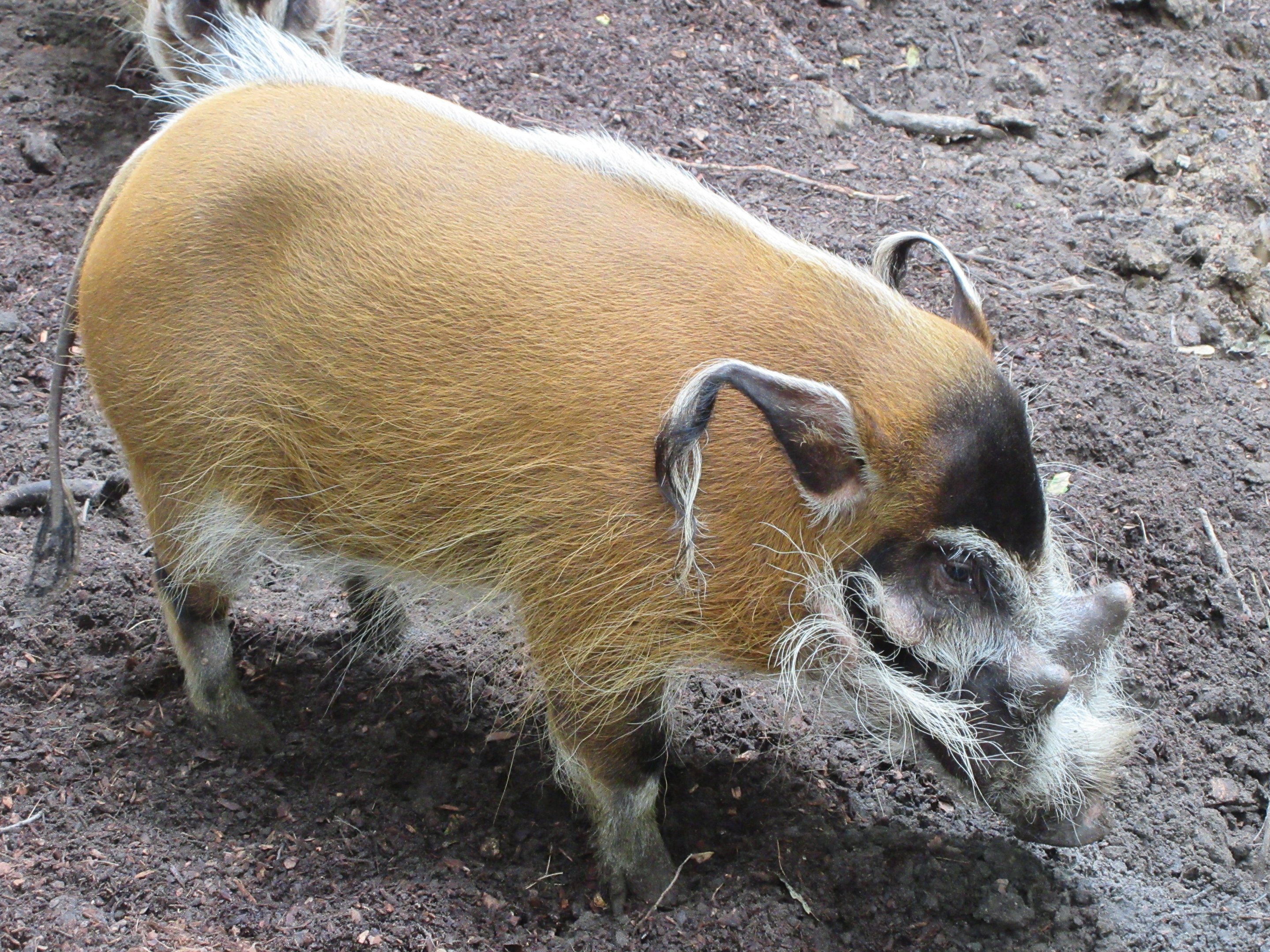 Red River Hog