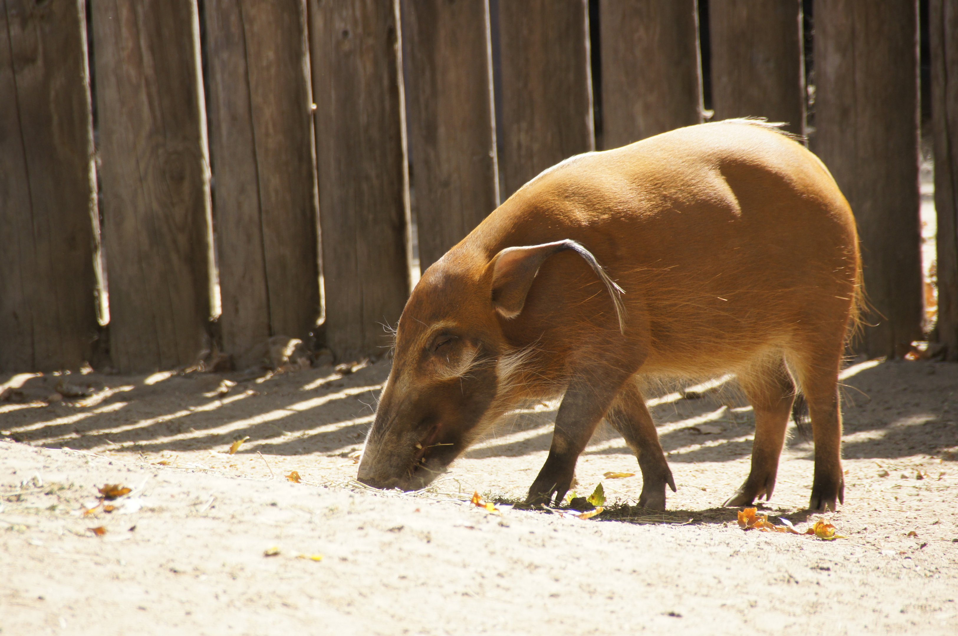 Red River Hog
