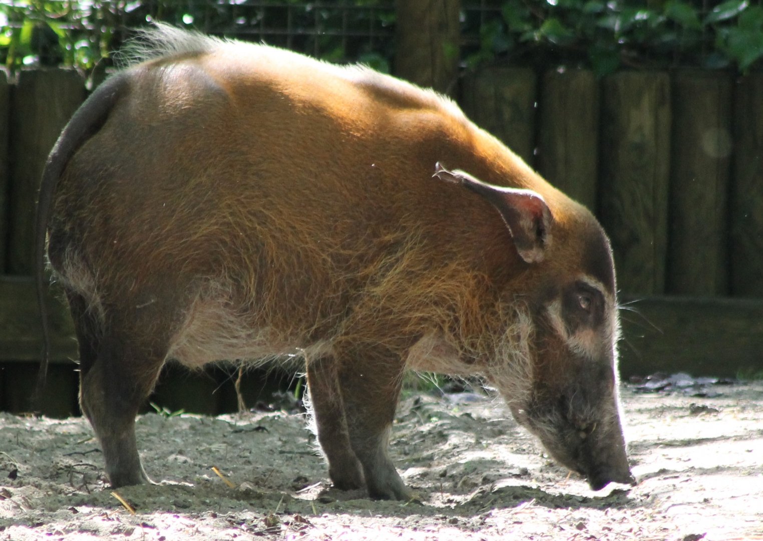 Red river hog