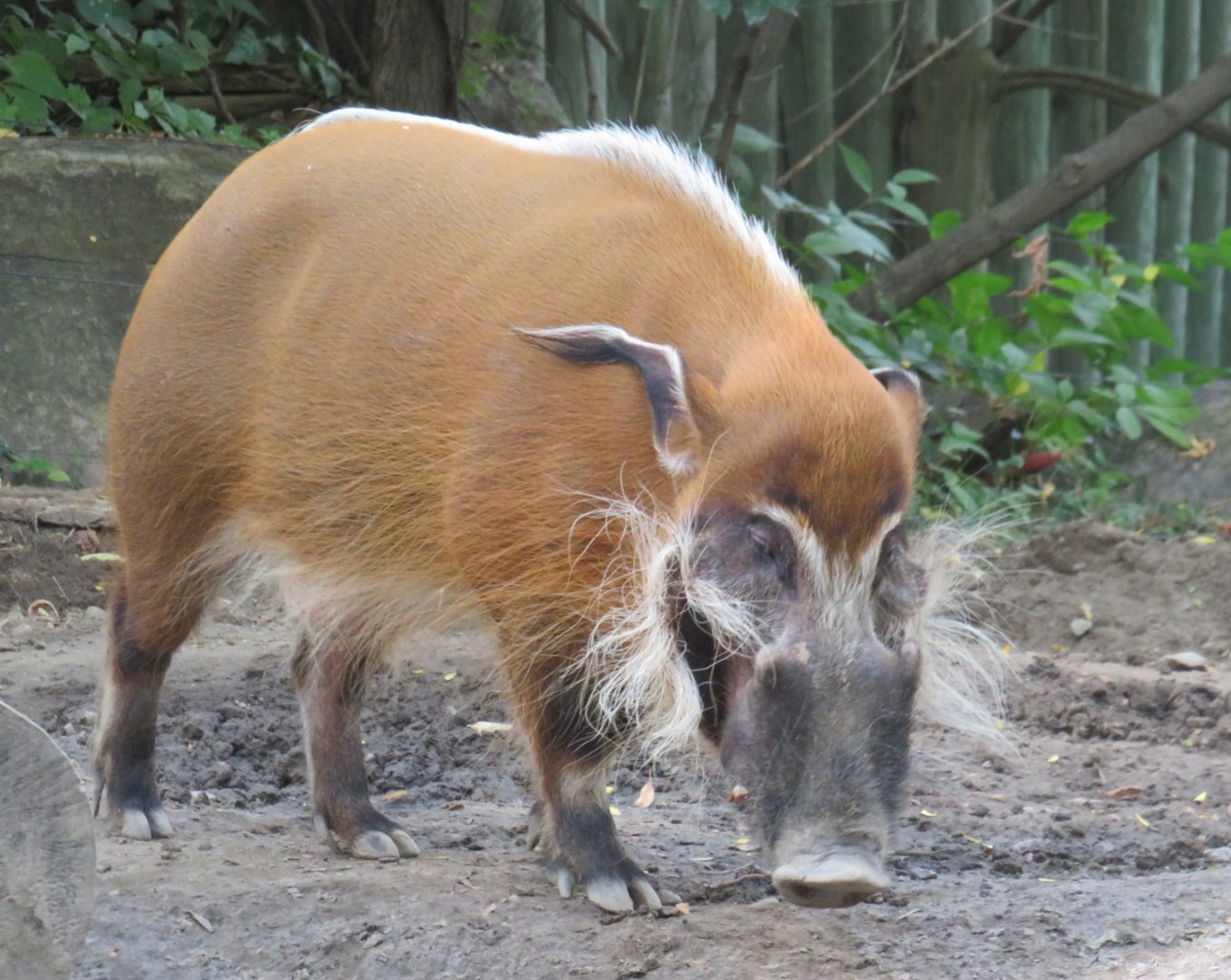 Red river hog