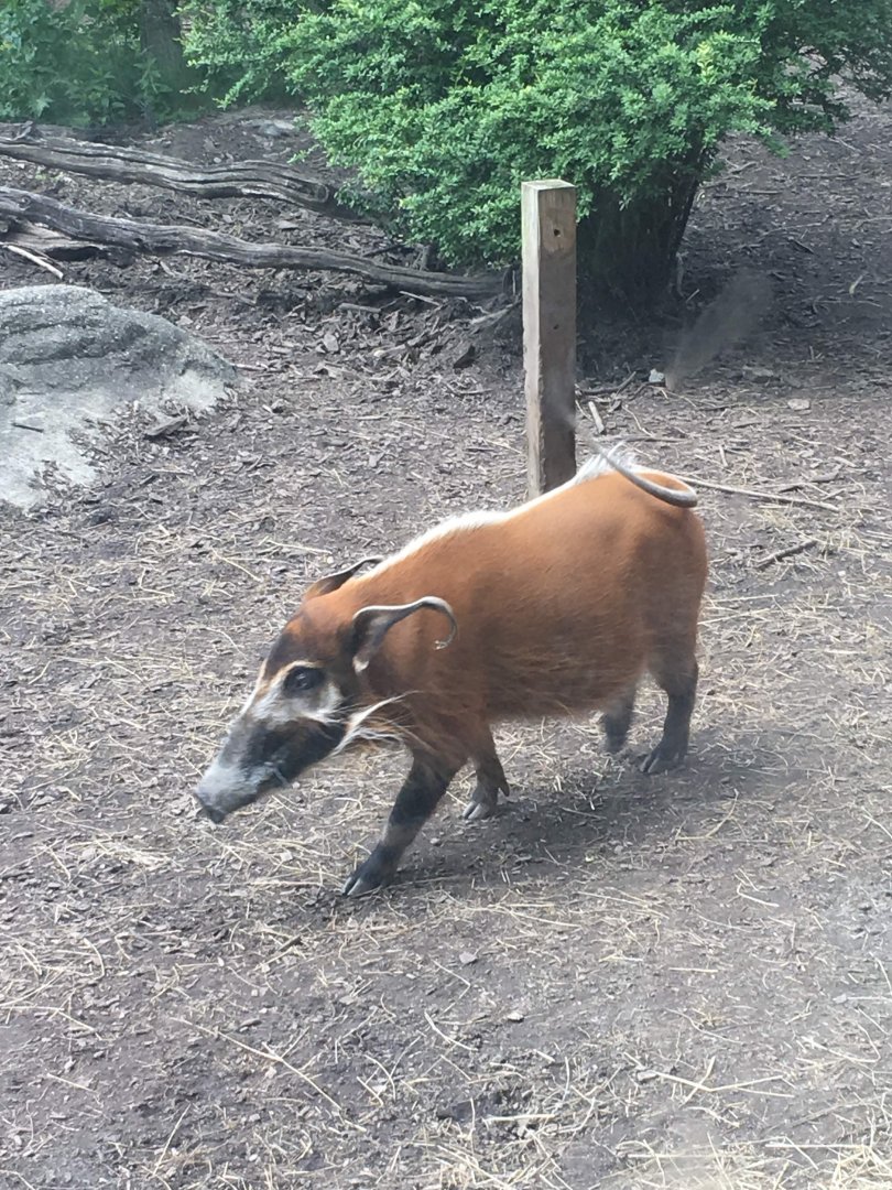 Red river hog