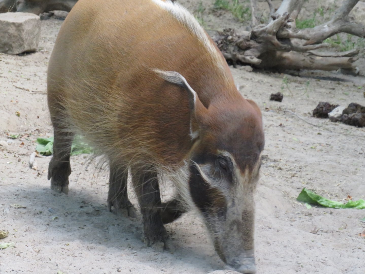 Red river hog