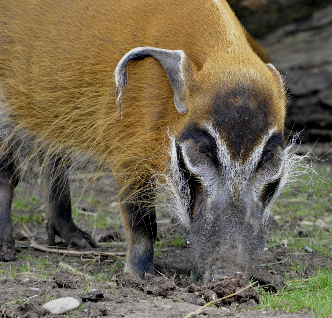 Red river hog