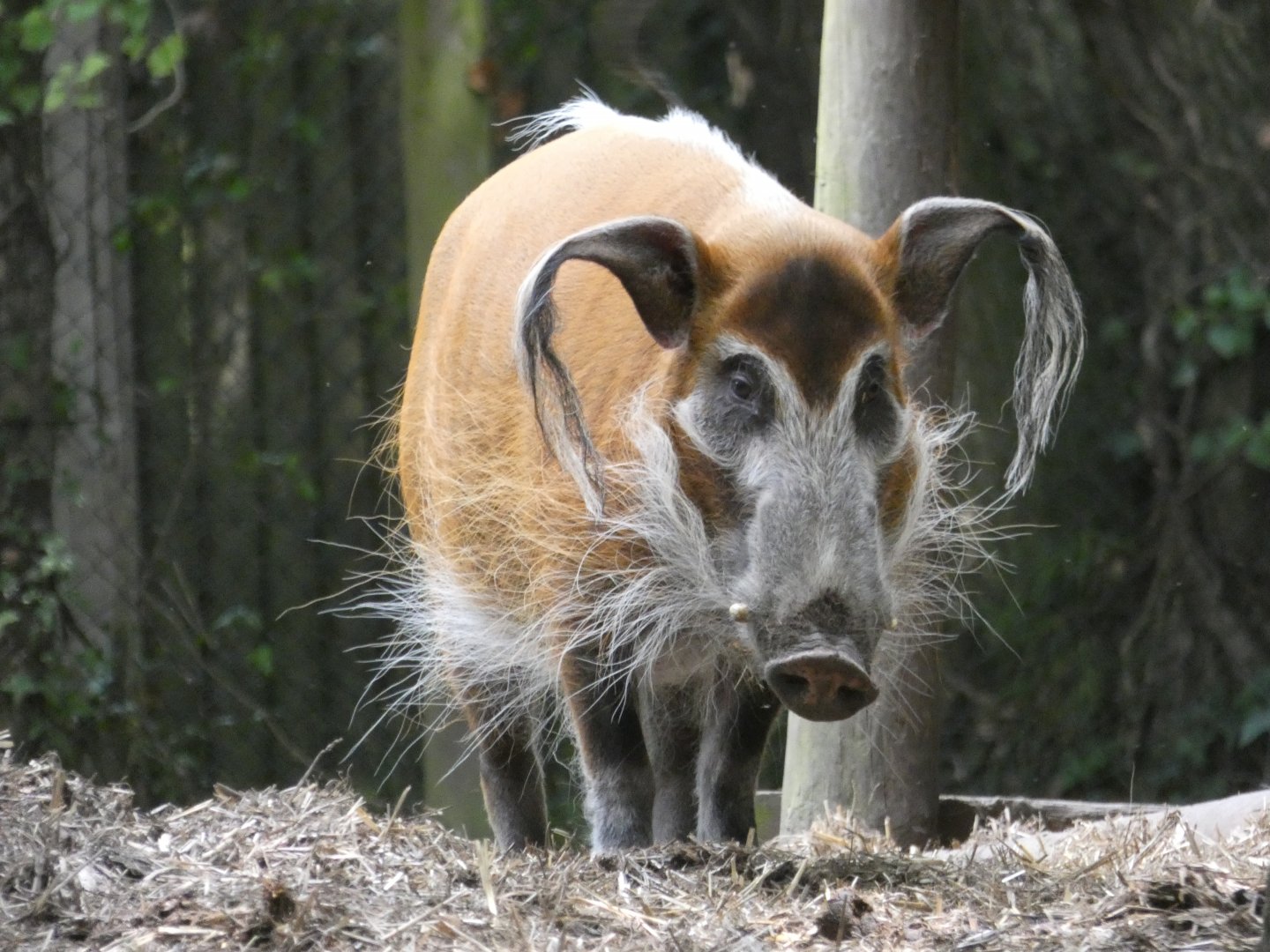 Red River Hog