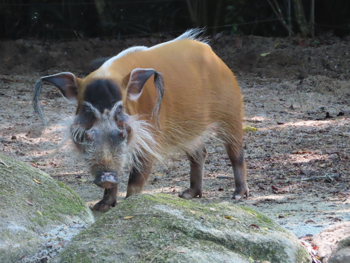 red river hog