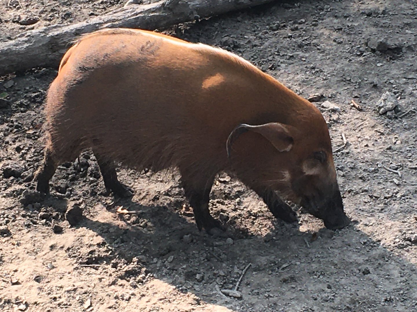 Red River Hog