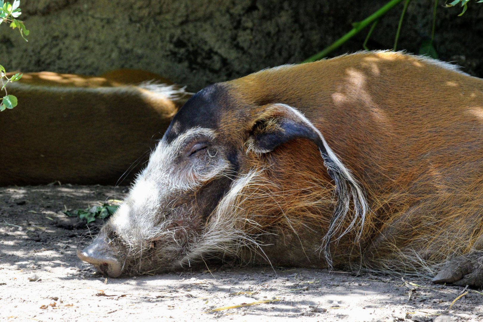 Red River Hog