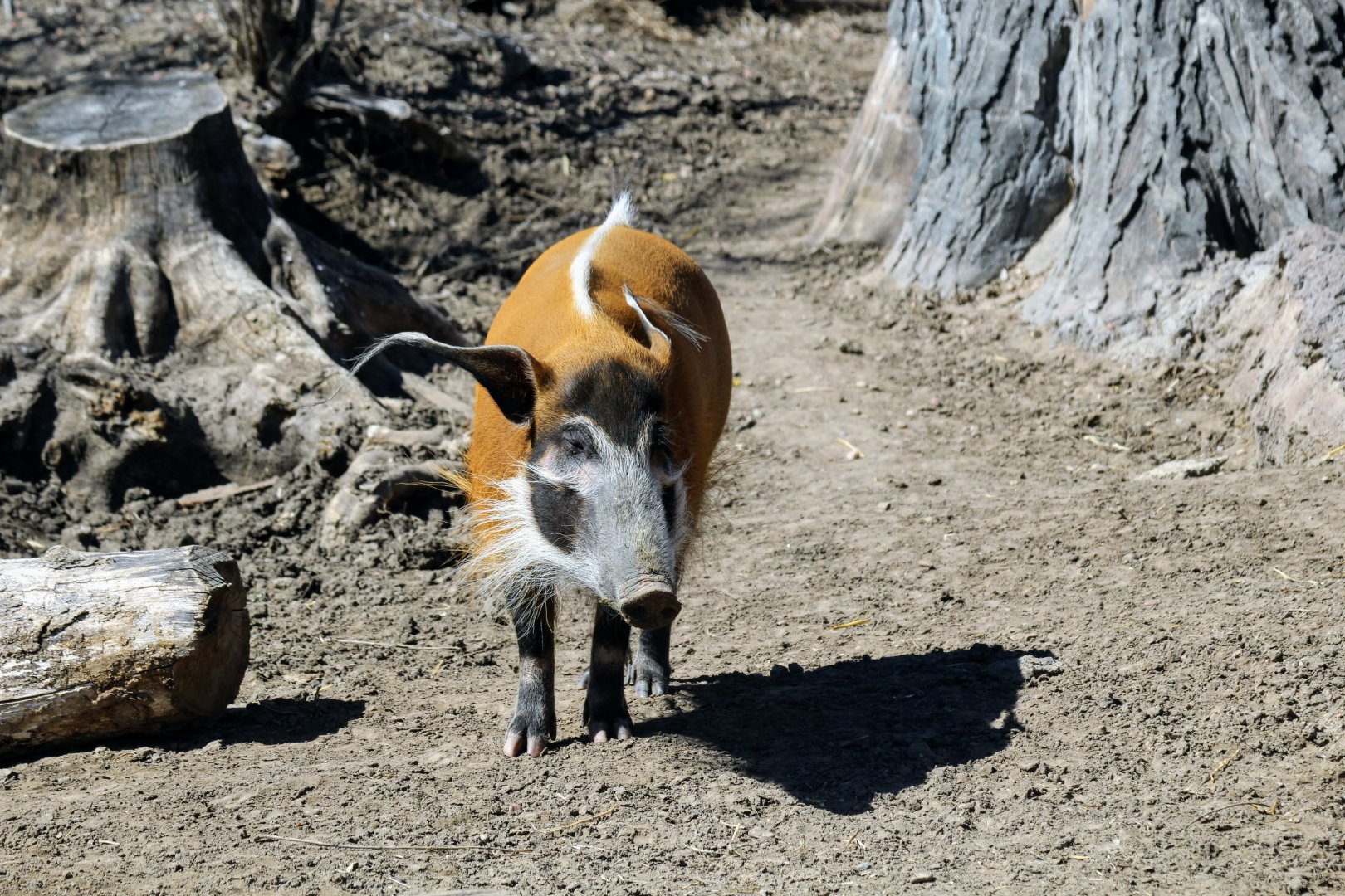 Red River Hog